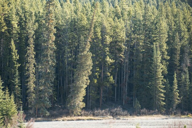 View of pine trees