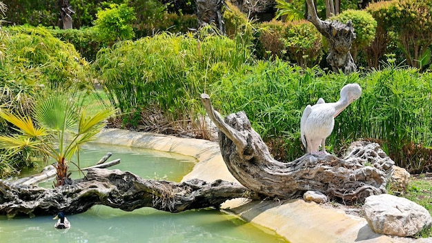 Free photo view of a pinkbacked pelican staying on a root in zoo