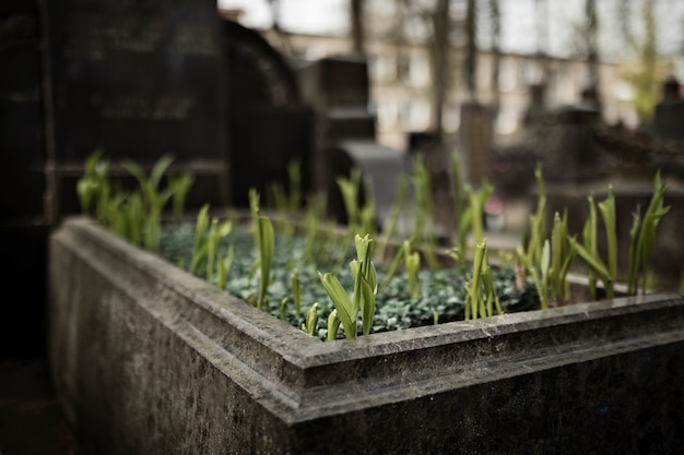 墓地の墓石で育つ植物のビュー