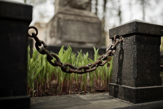 Vista delle piante che crescono sulla lapide del cimitero