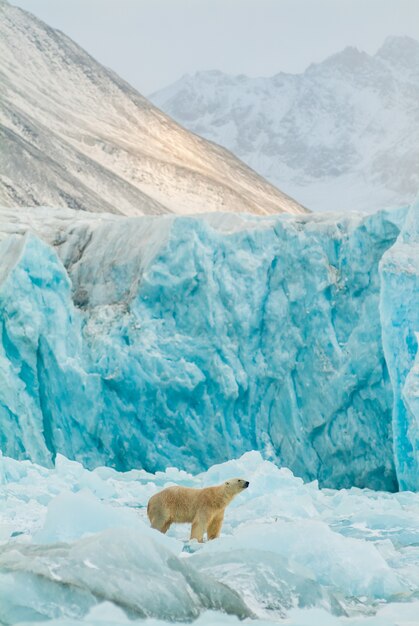 스발바르 슈피츠베르겐의 얼어붙은 풍경에 있는 북극곰의 모습