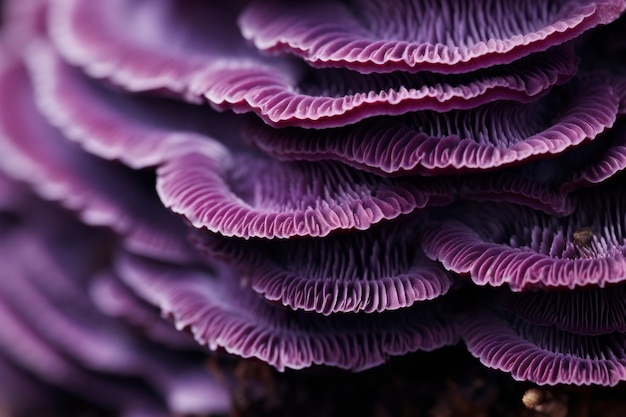 View of purple mushrooms in nature