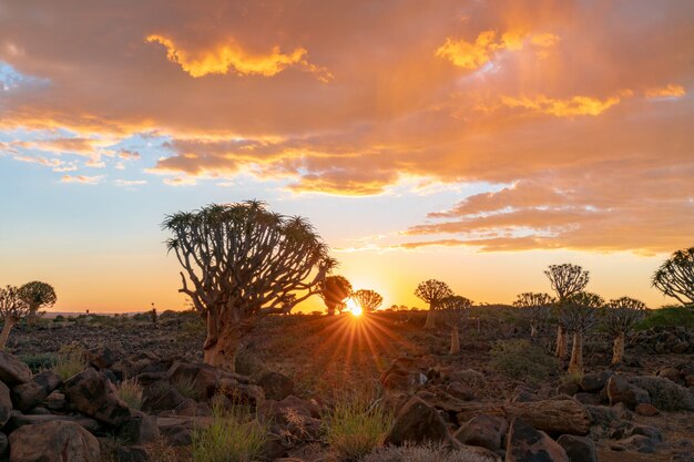 ナミビアのキートマンスフープの美しい空夕日夕暮れの空のシーンで矢筒の木の森の眺め