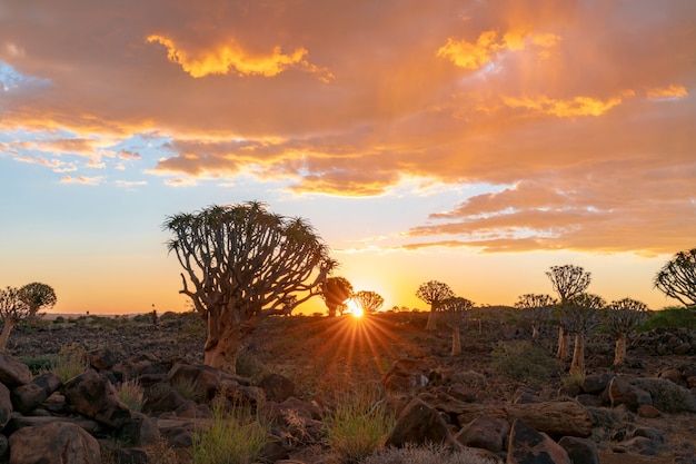 ナミビアのキートマンスフープの美しい空夕日夕暮れの空のシーンで矢筒の木の森の眺め