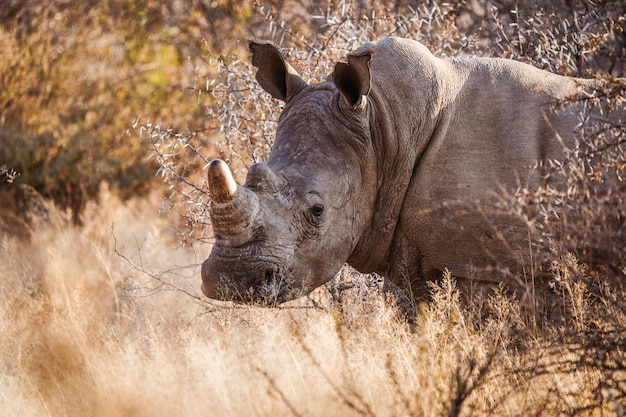 View of a rhinoceros in its habitat on safari in Okavanga Delta Botswana