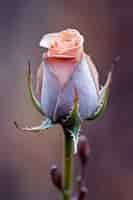 Free photo view of rose bud