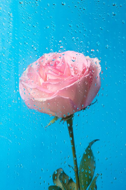 View of rose flowers behind condensed glass