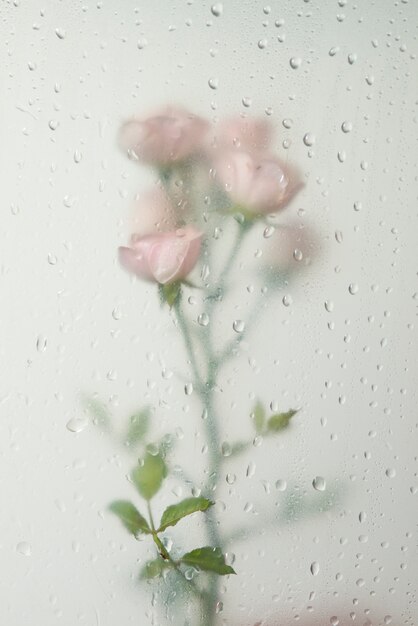 응축된 유리 뒤에 장미 꽃의 보기