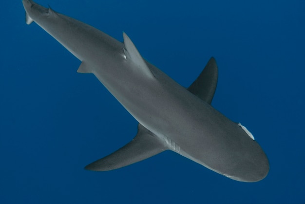 Free photo view of a shark swimming underwater