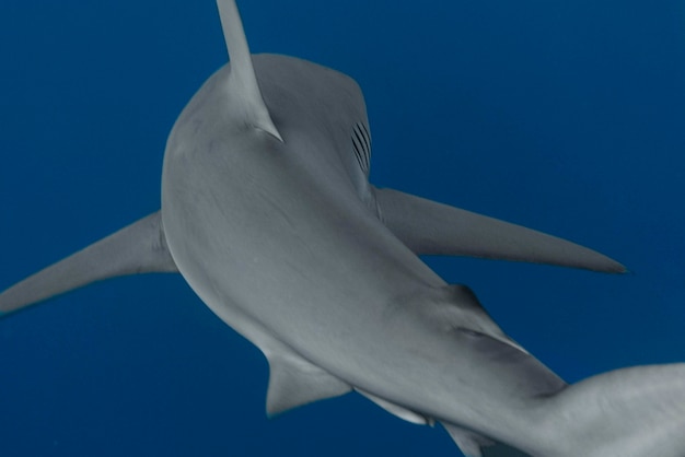 View of a shark swimming underwater