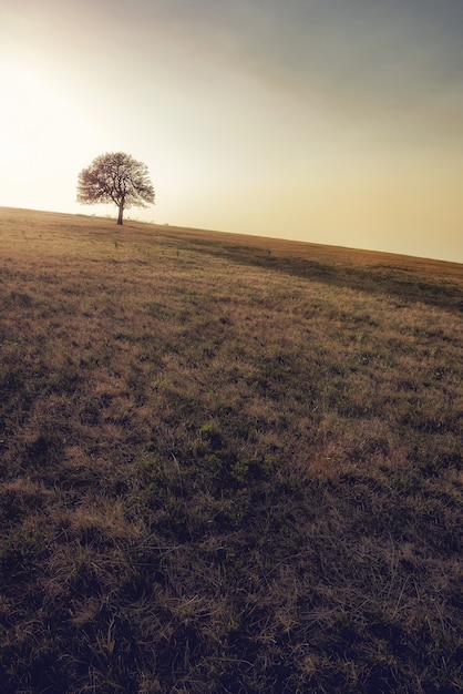 View of a single tree growing on the meadow at mountain Rajac, Serbia