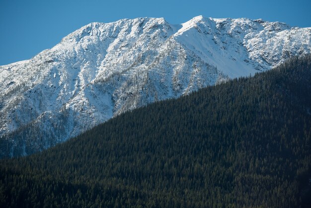 View of snow covered mountain and green forest