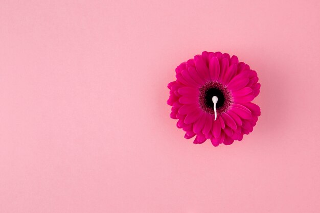 Above view spermatozoa and pink flower