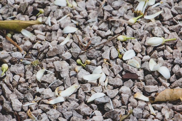 View of stones with petals