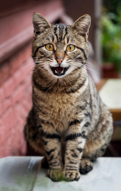 View of street cat looking in the camera in Istanbul Turkey