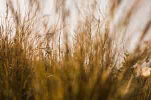 Free photo view of tall grassland