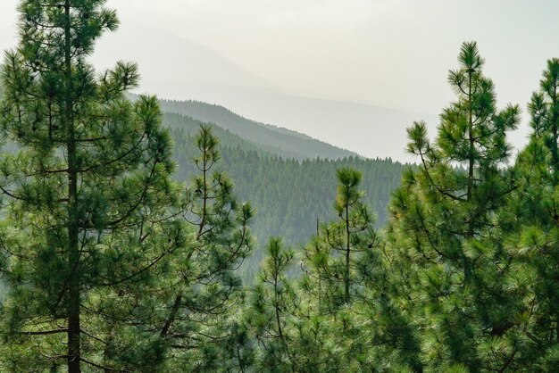 View through pine on mountain forest landscape.