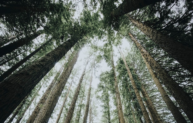 View toward the sky in a forest