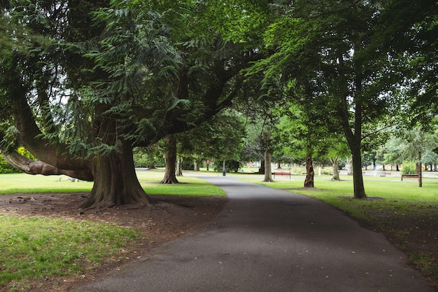 View of trees in park