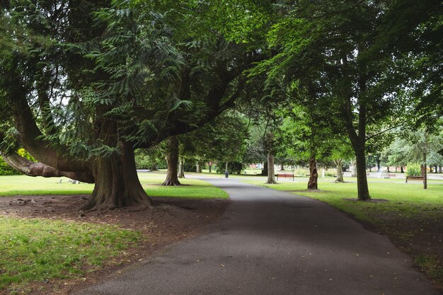 View of trees in park