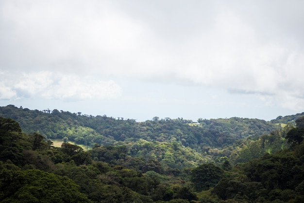 코스타리카에서 열 대 우림의보기