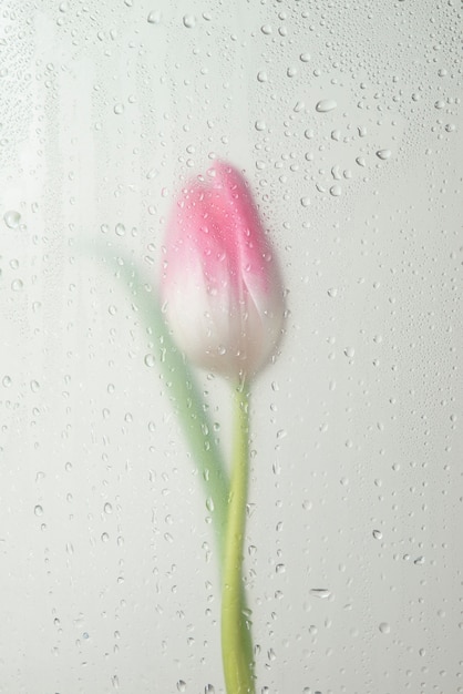 View of tulip flowers behind condensed glass