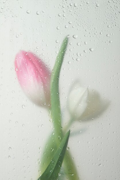 응축된 유리 뒤에 튤립 꽃의 보기