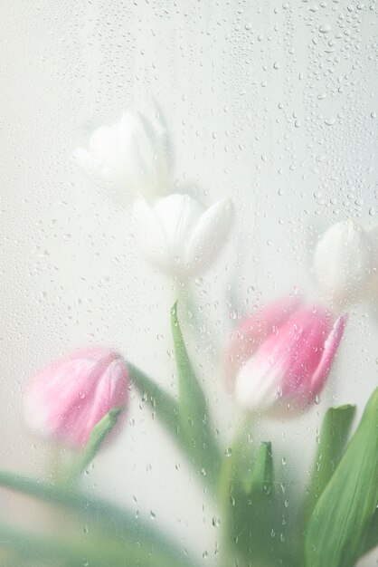 View of tulip flowers behind condensed glass