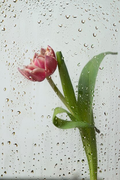 View of tulip flowers behind condensed glass