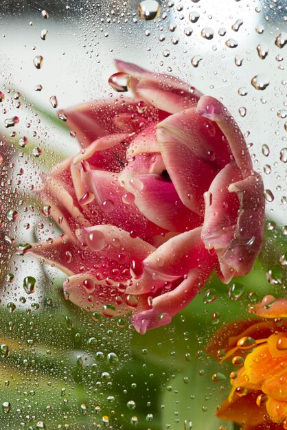 View of tulip flowers behind condensed glass