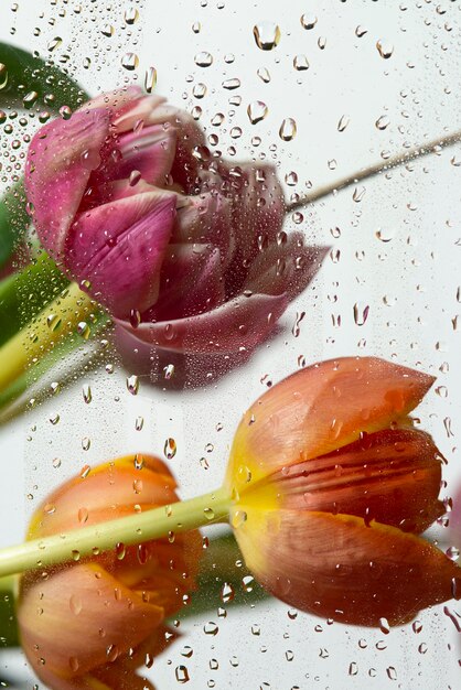 View of tulip flowers behind condensed glass