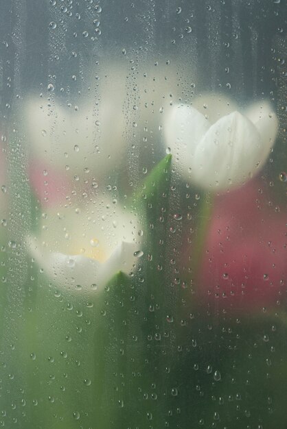 View of tulip flowers behind condensed glass