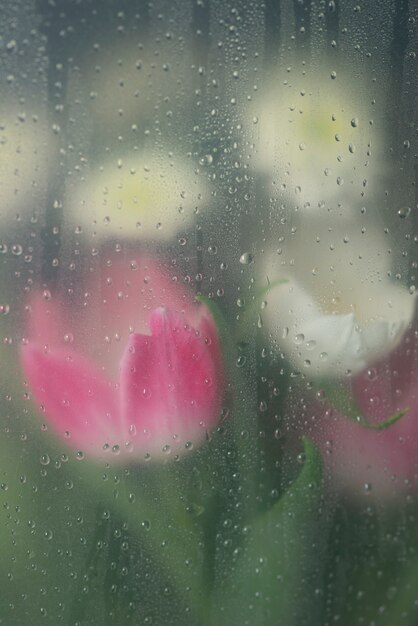 View of tulip flowers behind condensed glass