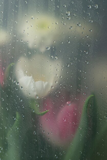 Вид на цветы тюльпана за конденсированным стеклом