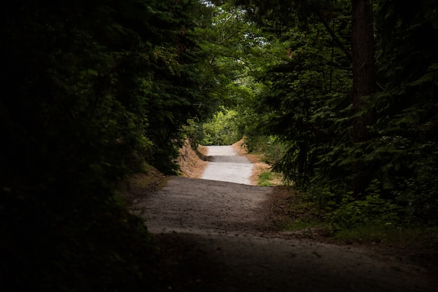 Vista di una strada irregolare circondata da alberi ad alto fusto - concetto: misterioso