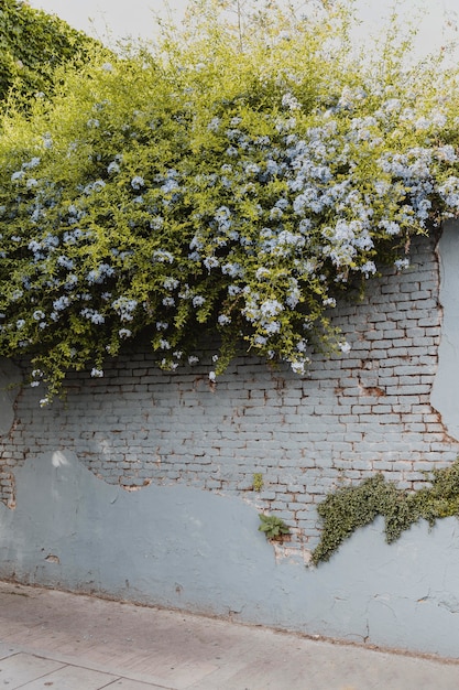 街の通りの壁に生えている植生の眺め