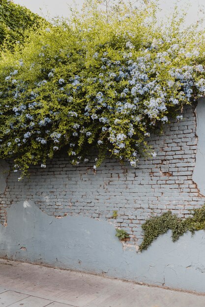 街の通りの壁に生えている植生の眺め