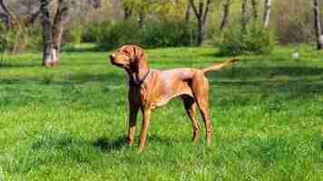 Foto gratuita vista di un vizsla nella natura