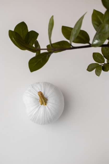 Free photo above view white pumpkin still life