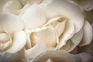 Free photo above view white rose background