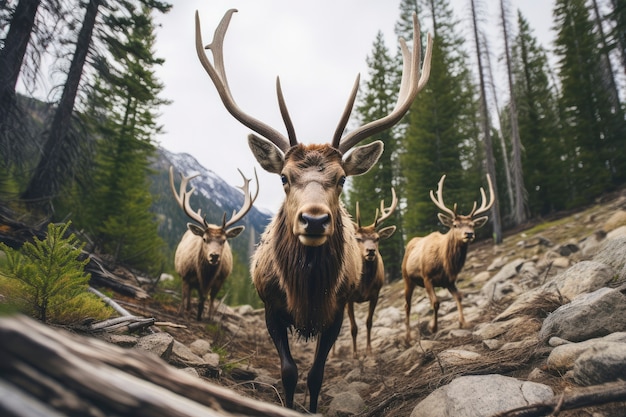 Free photo view of wild elk in nature