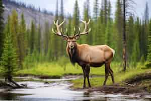 Free photo view of wild elk in nature