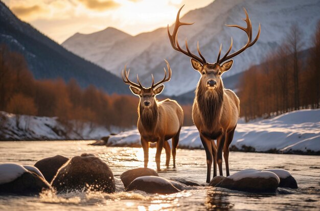 View of wild elk in nature