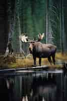 Free photo view of wild elk in nature