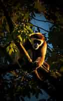 Free photo view of wild gibbon ape in tree