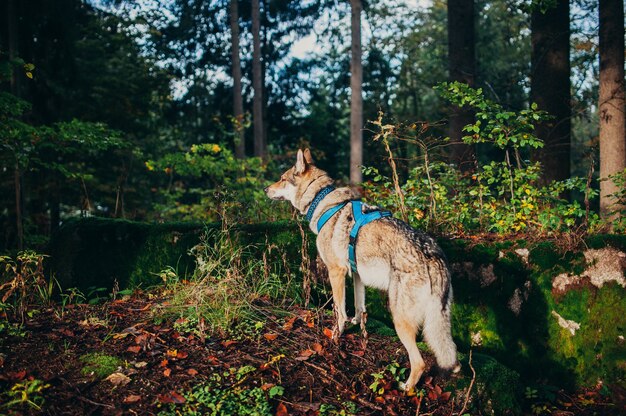 View of wolfdog with harness standing on the ground