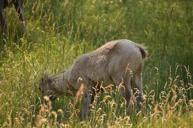 背の高い草で放牧している若いオオツノヒツジの眺め