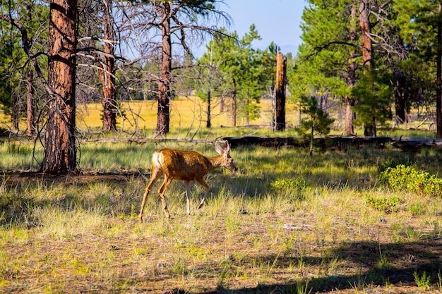 View of young deer in the forest by the Grand Canyon