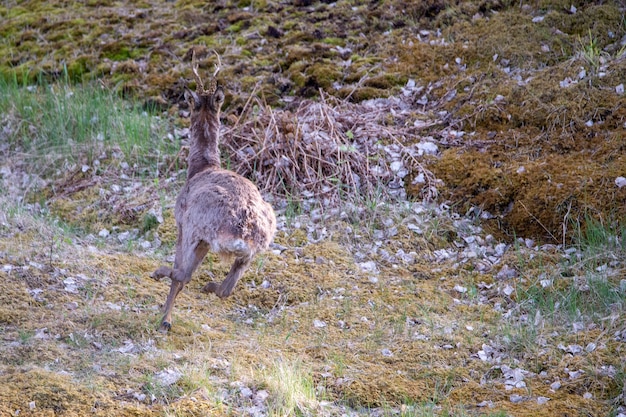 View of a young deer running