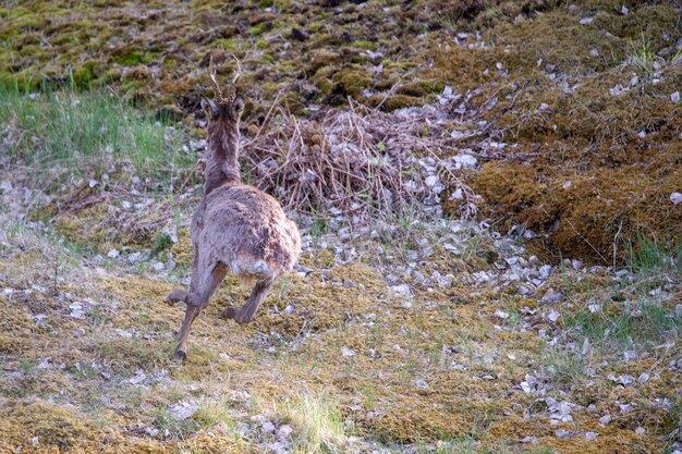 View of a young deer running